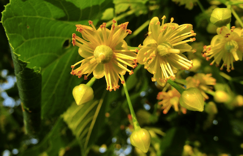 Lindenblüte