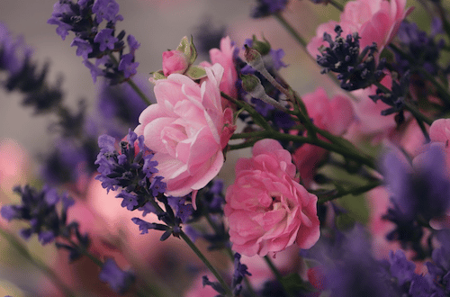 Rose Lavendel