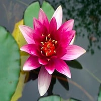 Lotus Seife