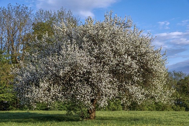 baum