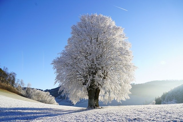 Baum