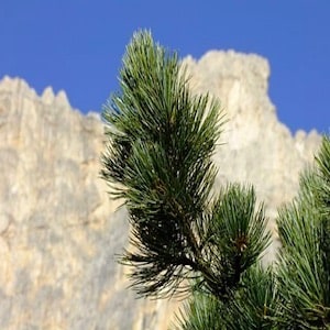 Zirbe in Alpen