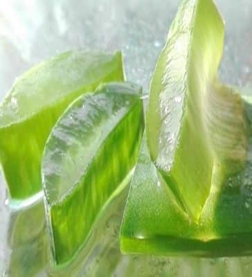 Eigenschaften von Aloe Vera