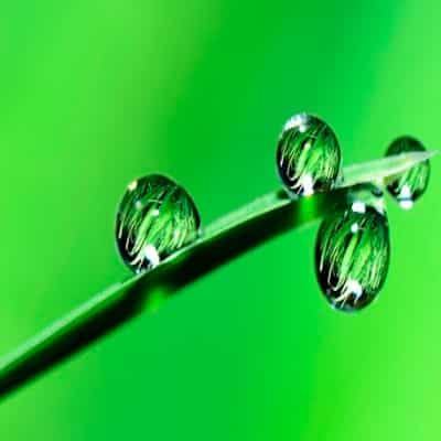 Aloe Vera spendet Feuchtigkeit