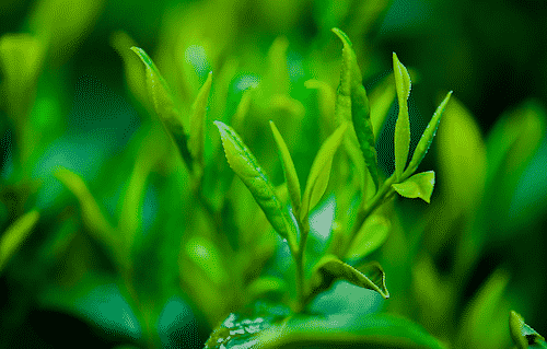 Bio Haarseife LIVIA mit grünem Tee Extrakt - grüner Tee