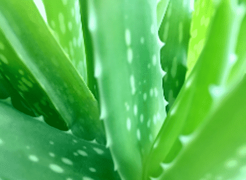 Bio Haarseife TURJE mit Aloe Vera - Pflanze