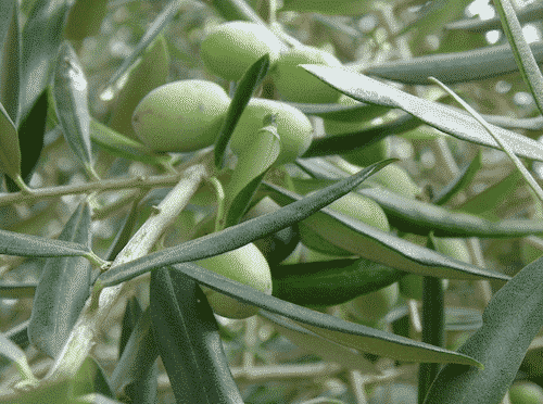 Seifenablage aus Olivenholz - Olive
