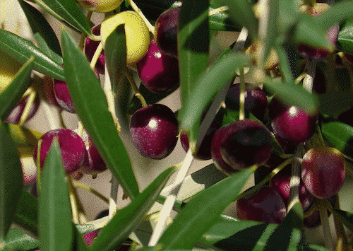 Handcreme mit bio Schafmilch und Olivenöl - Bild 2