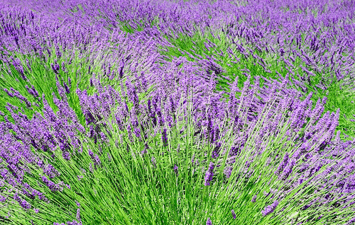 Lavendel