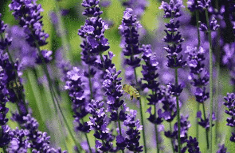 Lavendel
