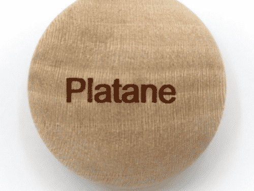 Handschmeichler Platane - Lieblingsbaum - Baumstark Initiative