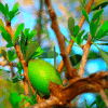 Argan