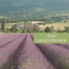 Lavanderaie