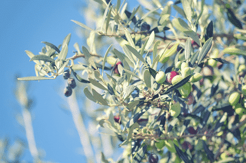 Olivenölseife mit natürlichem Olivenöl - Nablus 100 g
