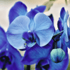 Orchidee