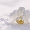 Orchidee
