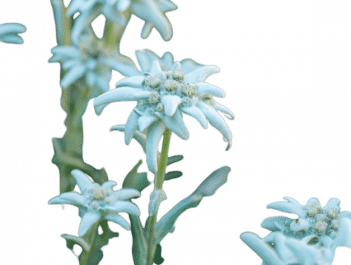 Edelweiss
