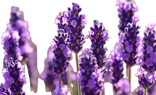 Lavendel_1