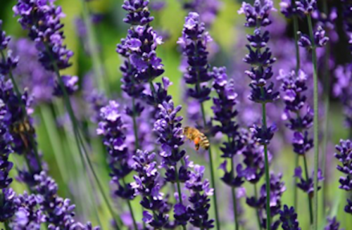 Lavendel