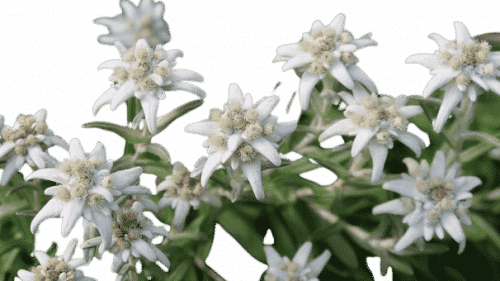 Edelweiss