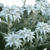 Edelweiss