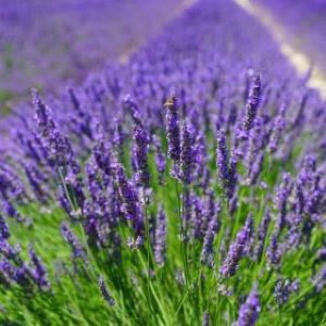 Lavendel