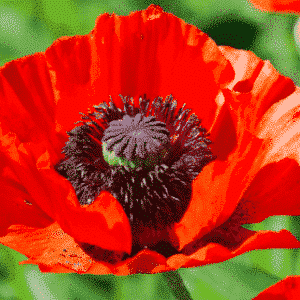 Mohn