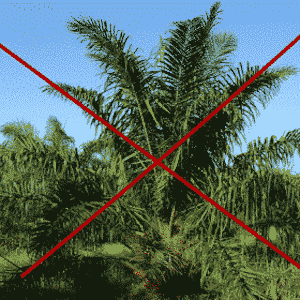 Bio Seife ohne Palmöl