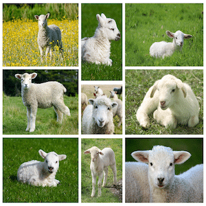 Schafmilch