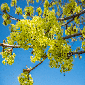 Lindenblüte